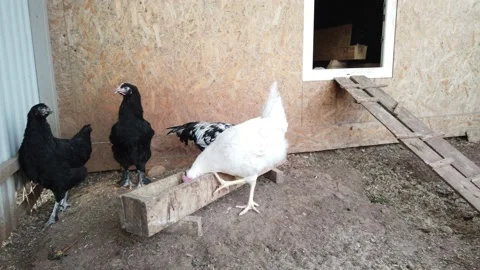 Chickens walk in the chicken coop Stock Footage 153798262