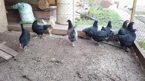 Chickens walk in the chicken coop Stock Footage 153798315