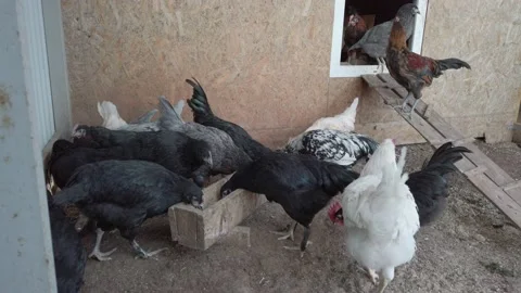 Chickens walk in the chicken coop Stock Footage 153798371