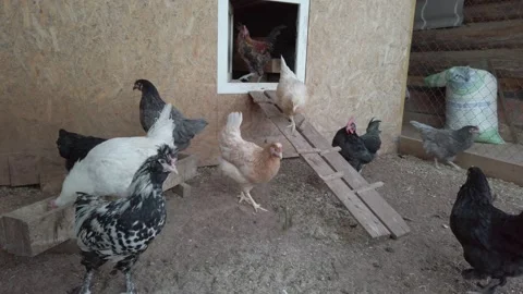 Chickens walk in the chicken coop Stock Footage 153798461