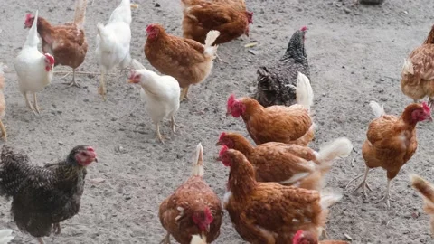 Chickens walk on the farm Stock Footage 161129102