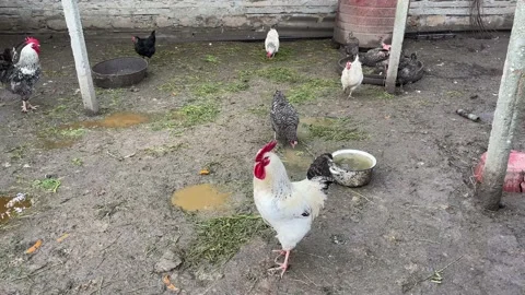 Chickens walk on the farm Stock Footage 239671540