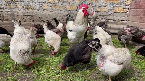 Chickens walk on the farm Stock Footage 239672007