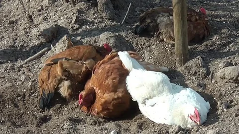 Chickens walk the farmstead Stock Footage 71773171