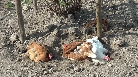Chickens walk the farmstead Stock Footage 71773180