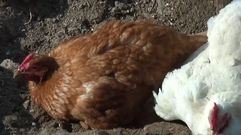Chickens walk the farmstead Stock Footage 73137106