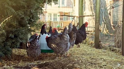 Chickens walk outside Stock Footage 303021558
