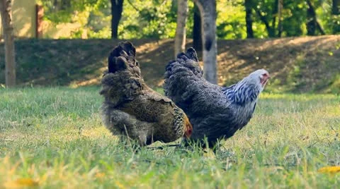 Chickens walk over grass Stock Footage 19280581