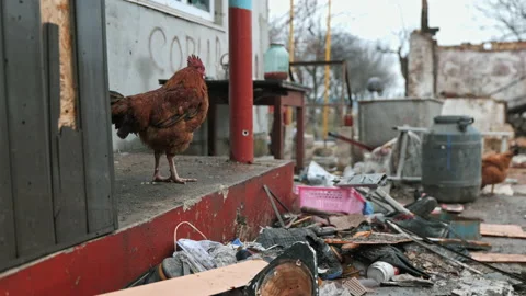 Chickens walk under the yard of a house blown up by Russian troops Stock Footage 200914045