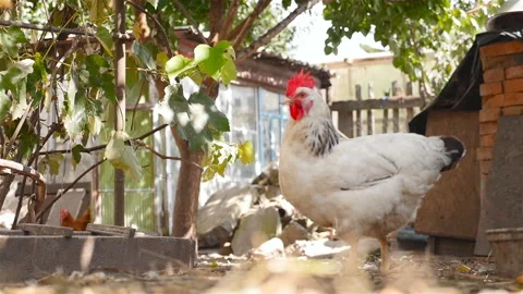 Chickens walk in the yard. Slow motion Stock Footage 100969608