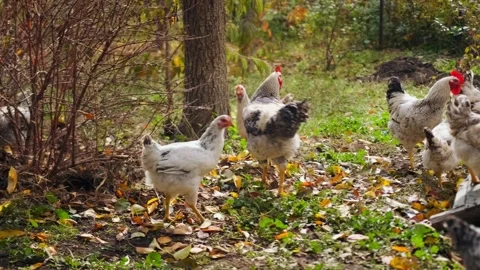 Chickens walking and foraging wide shot in autumn garden, free range poultry Stock Footage 334027771