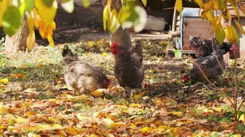 Chickens walking and pecking wide shot in autumn yard, free range poultry Stock Footage 334027902