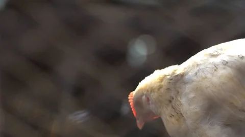 Chickens walking and talking Stock Footage 122259975
