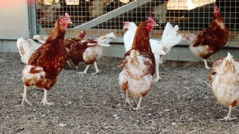 Chickens walking around 4K 動画素材 204131915