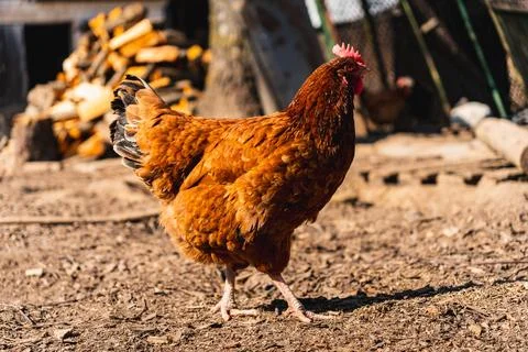 Chickens walking around the backyard in one of the Polish villages Foto stock
