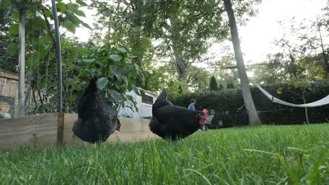 CHICKENS WALKING AROUND IN BACKYARD, SLO-MO Stock Footage 142588682