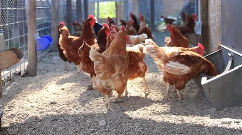 Chickens Walking Around 库存影片 62208179