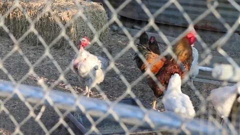 Chickens walking in cage Stock Footage 79668670