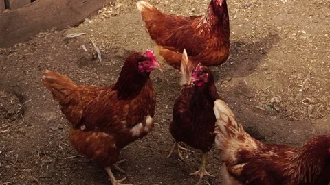 Chickens walking in the chicken coop Stock Footage 74933307