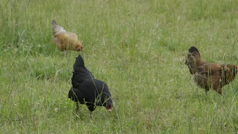 Chickens walking in field Video stock 198068947