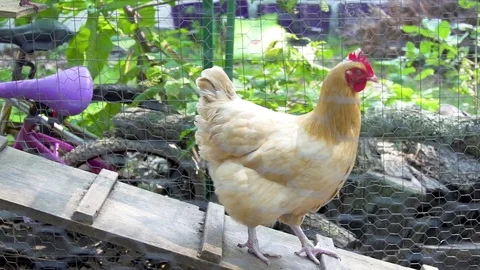 Chickens Walking in Slow Motion out of the Chicken Coup Stock Footage 79688508
