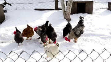 Chickens walking on snow 스톡 동영상 85924558