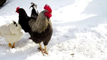 Chickens walking on snow Stock Footage 85925093