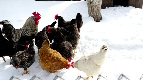 Chickens walking on snow Stock Footage 85934057
