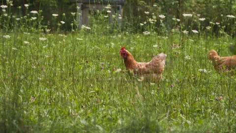 Chickens walking through tall grass in a country farm on a summer afternoon Vídeos de archivo 314583951