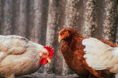 Chickens Wandering Around a Farmyard Showcasing Daily Activities and Interact Stock Photos