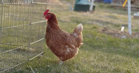 Chickens wandering around outside Stock Footage 247920693