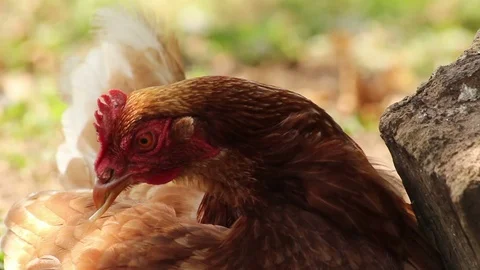 Chickens washing themselves Video stock 72551808
