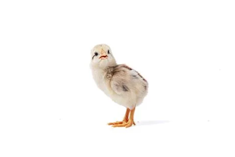 Chickens on a white background, isolated, close-up Stock Photos