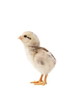 Chickens on a white background, isolated, close-up Stock-Fotos