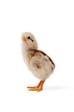 Chickens on a white background, isolated, close-up Foto stock