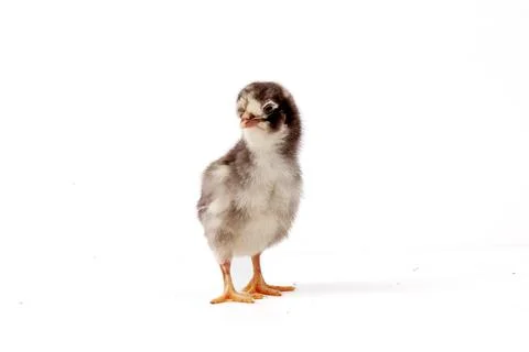 Chickens on a white background, isolated, close-up Foto stock