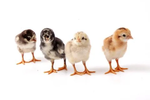 Chickens on a white background, isolated, close-up Stock Photos