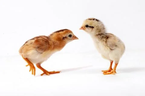 Chickens on a white background, isolated, close-up Stock Photos