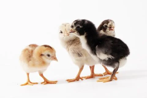 Chickens on a white background, isolated, close-up Stock Photos