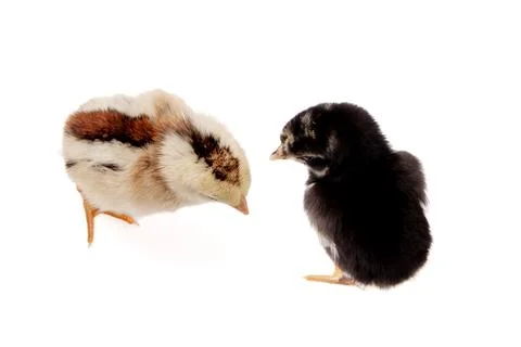 Chickens on a white background, isolated, close-up Stock Photos