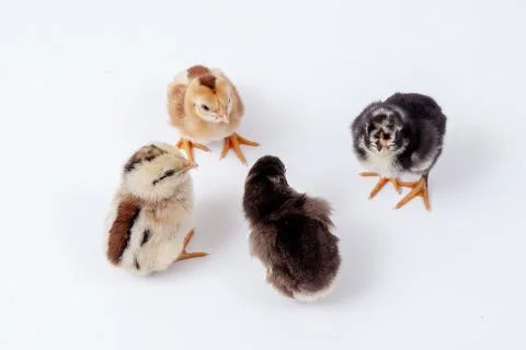 Chickens on a white background, isolated, close-up Stock Photos