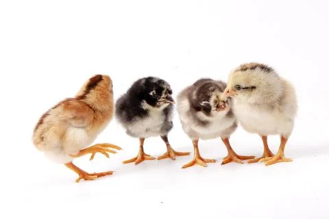 Chickens on a white background, isolated, close-up Stock Photos