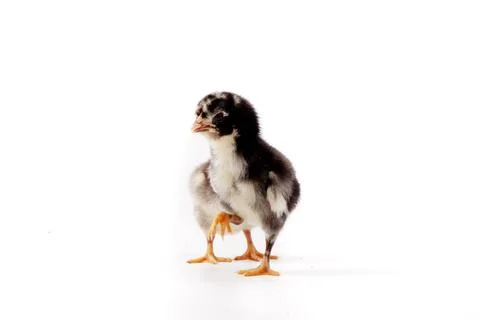 Chickens on a white background, isolated, close-up Stock Photos