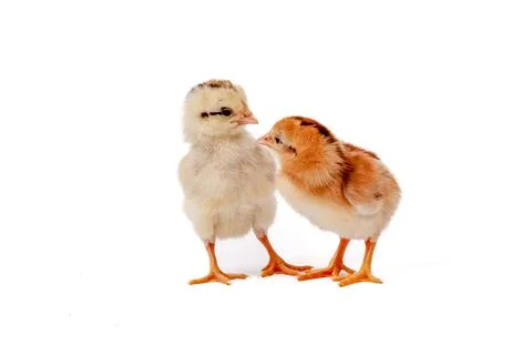 Chickens on a white background, isolated, close-up Foto stock