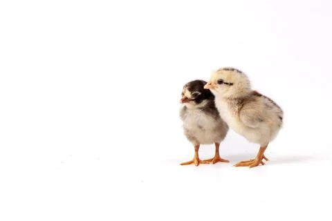 Chickens on a white background, isolated, close-up Stock Photos
