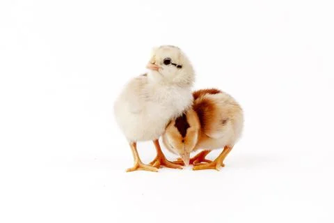 Chickens on a white background, isolated, close-up Stock Photos