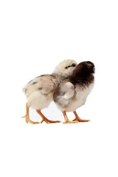 Chickens on a white background, isolated, close-up Stock Photos