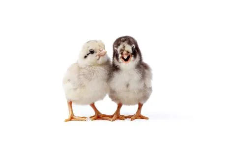 Chickens on a white background, isolated, close-up Stock Photos