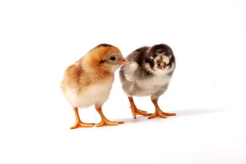 Chickens on a white background, isolated, close-up Stock Photos