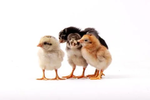 Chickens on a white background, isolated, close-up Stock Photos